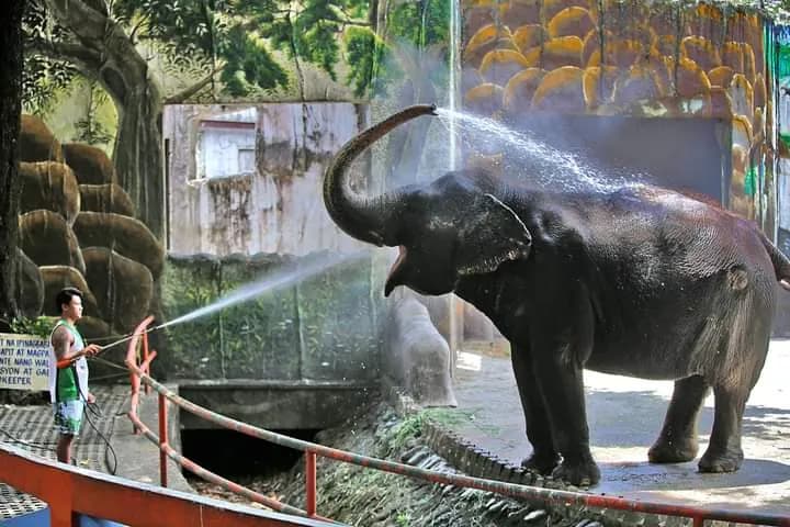 Manila Zoo zoo in Manila, NCR