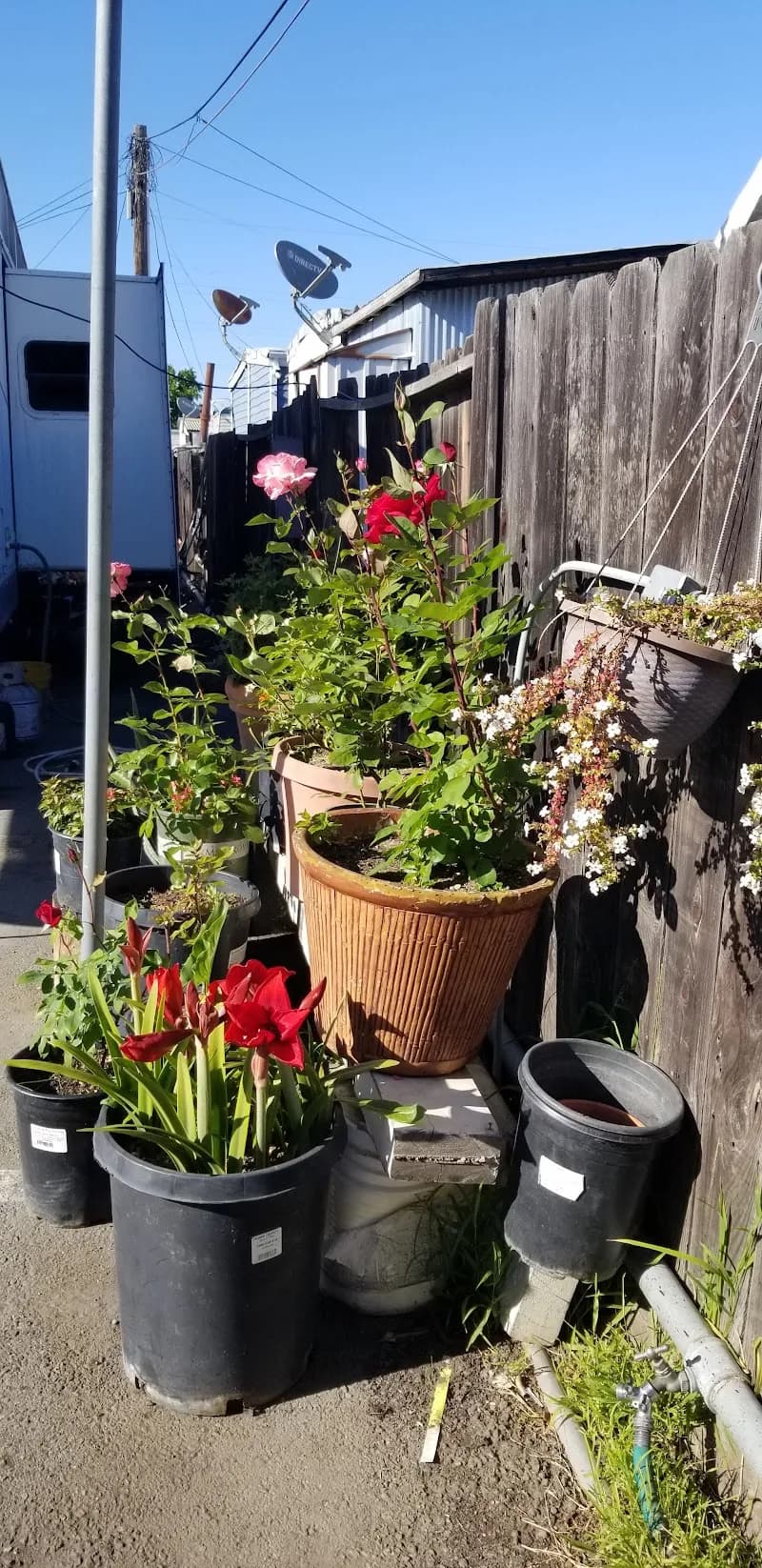 View of Maple Street in Redwood City, CA