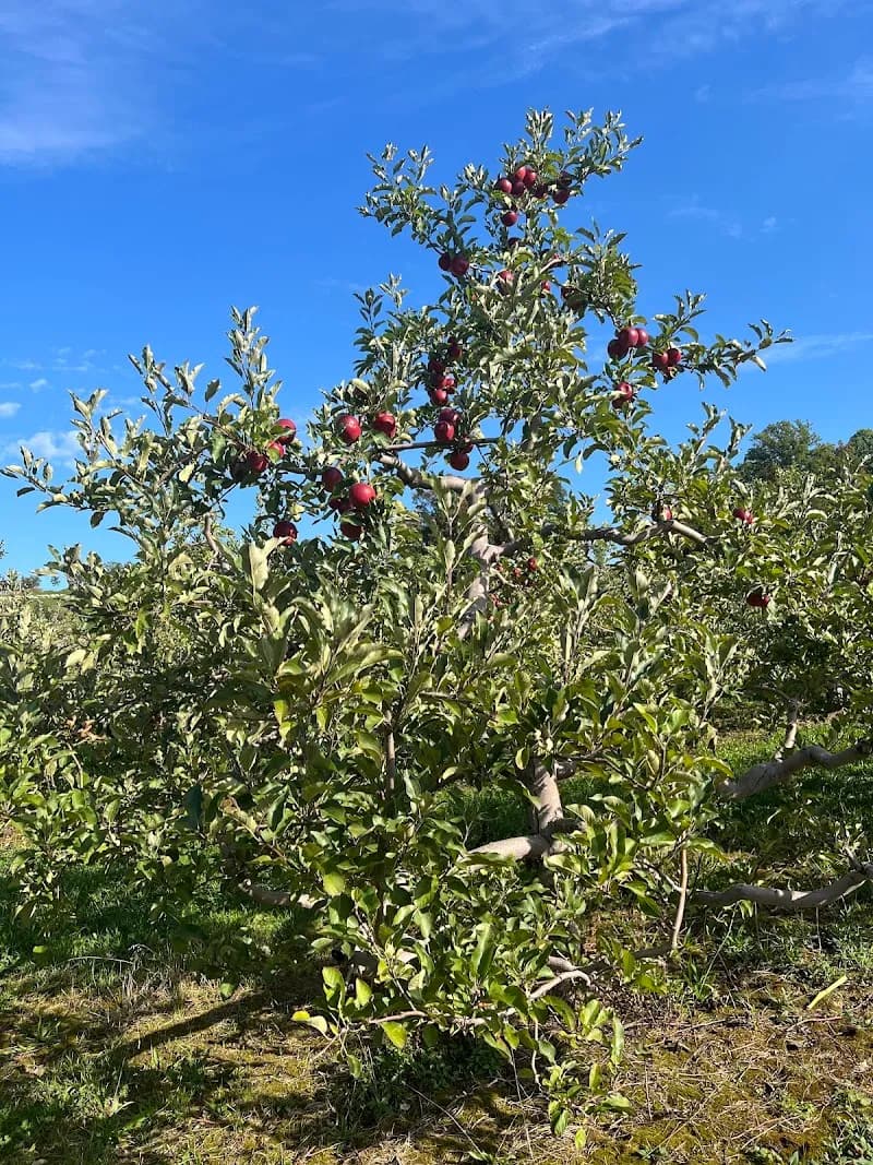 View of Mapleside Farms in Avon, OH