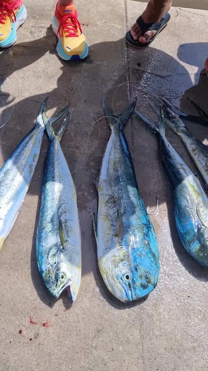 View of Marina Puerto Aventuras in Puerto Aventuras, QR