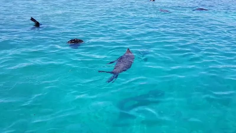 View of Marine Dynamics · Whale Tours · Dyer Island Cruises in Hermanus, WC