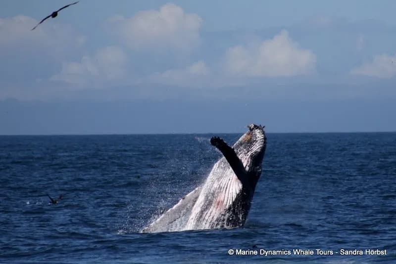 View of Marine Dynamics · Whale Tours · Dyer Island Cruises in Hermanus, WC