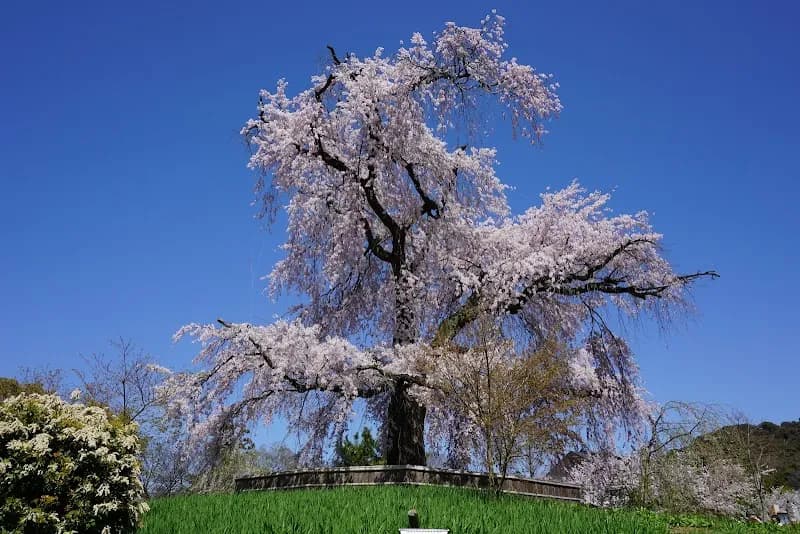 Maruyama Park city park in Kyoto, KT