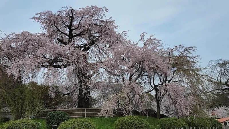 View of Maruyama Park in Kyoto, KT