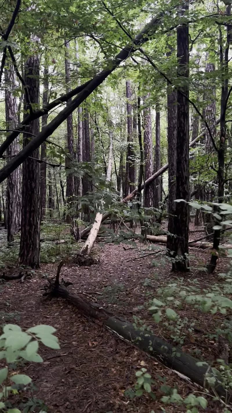 View of Maurerwald in Liesing, VIE