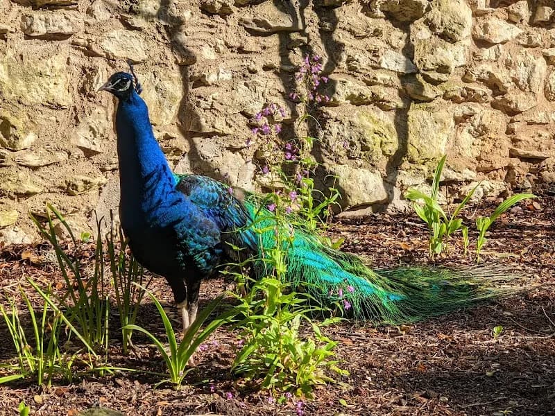 Mayfield Park and Nature Preserve park in Round Rock, TX