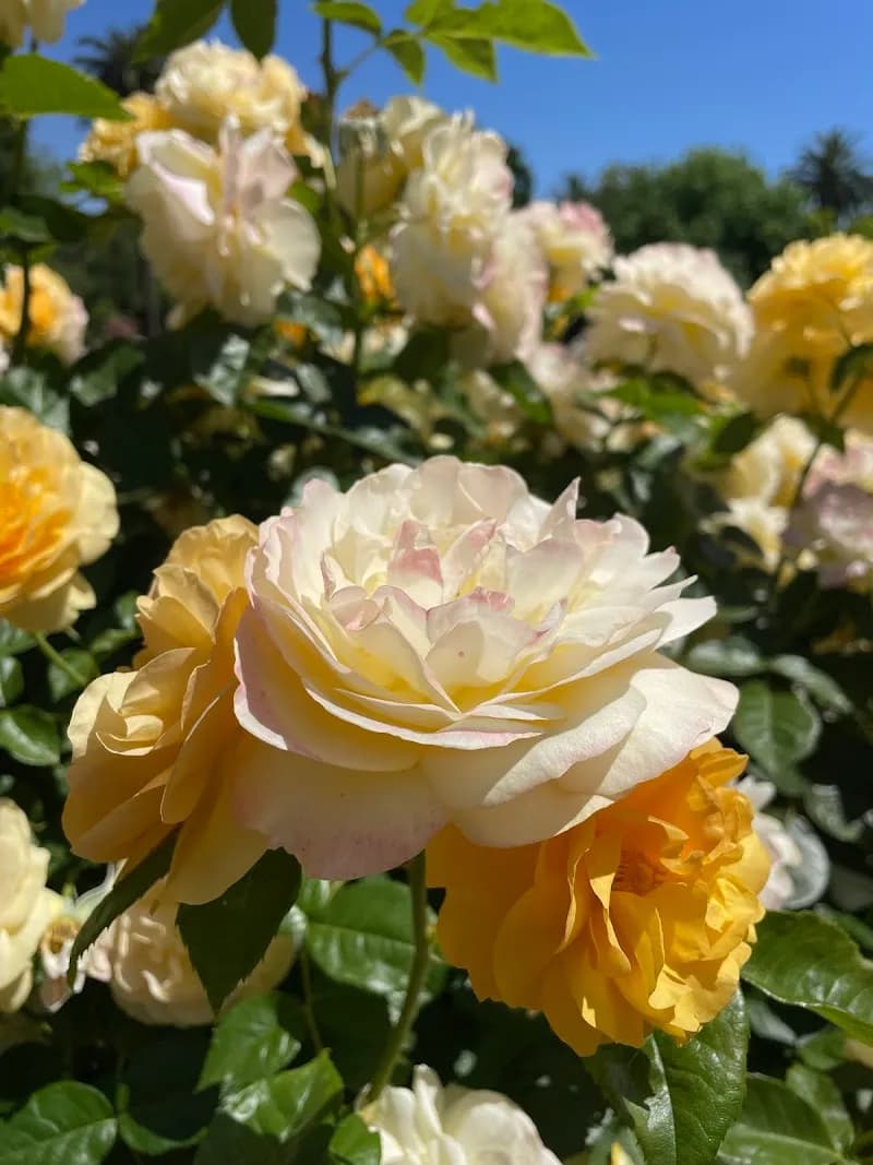 View of McKinley Rose Garden in East Sacramento, CA