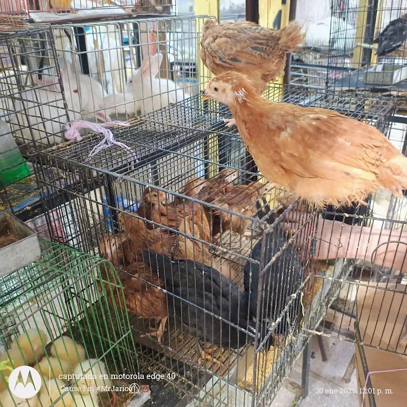 View of Mercado Sonora in Mexico City, CDMX