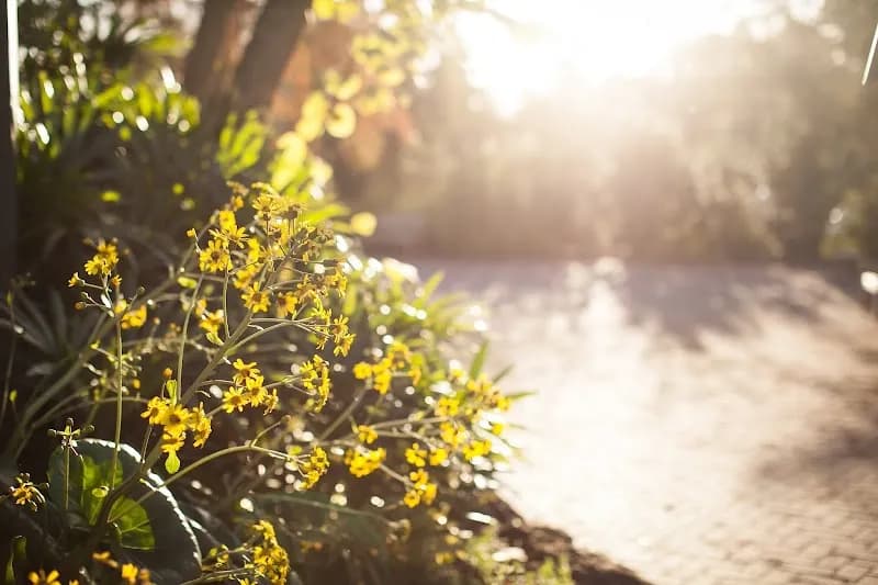 Mercer Botanic Gardens botanical garden in Humble, TX