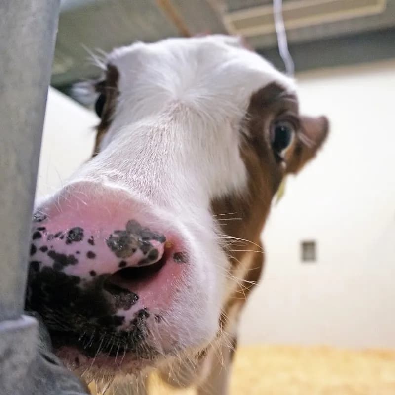 View of Michigan State University Veterinary Medical Center in East Lansing, MI