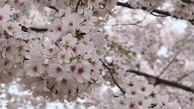View of Millenáris Park in Zugló, Budapest