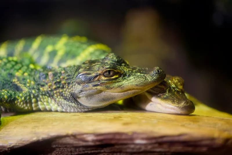 Mississippi Museum of Natural Science museum in Jackson, MS