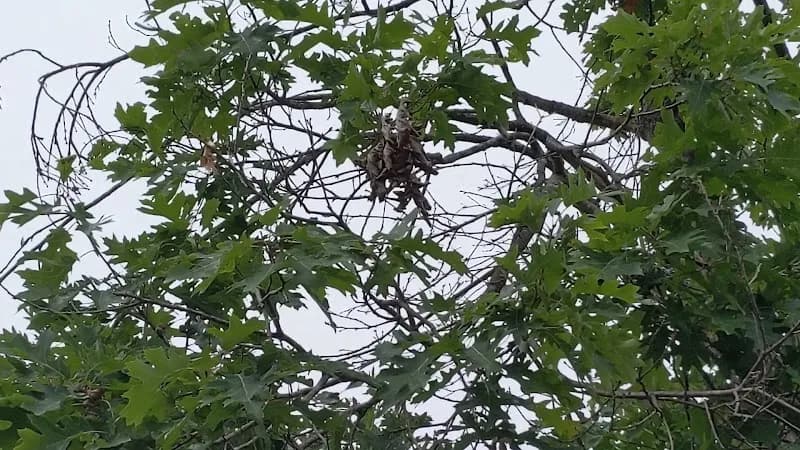 View of Mitchell State Park in Cadillac, MI