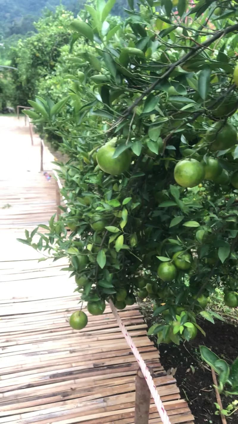 View of Monk's Fruit Orchard Tours in Mae Rim, CM