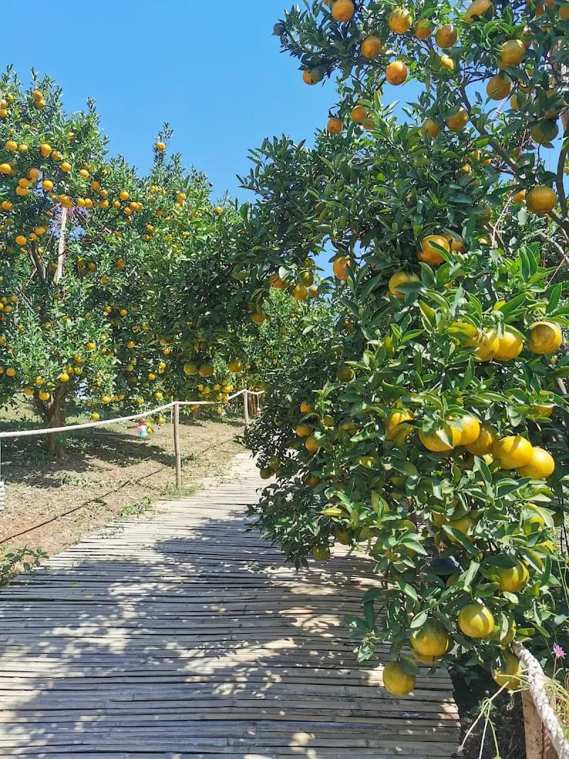 View of Monk's Fruit Orchard Tours in Mae Rim, CM
