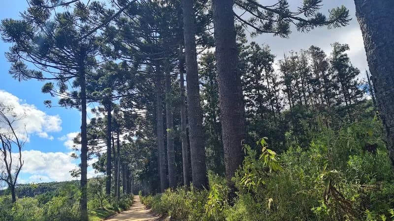 View of Municipal Park Pinheirinho In Salesópolis in Salesópolis, SP