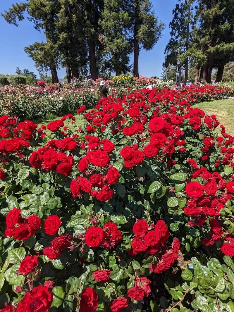 View of Municipal Rose Garden in San Jose, CA