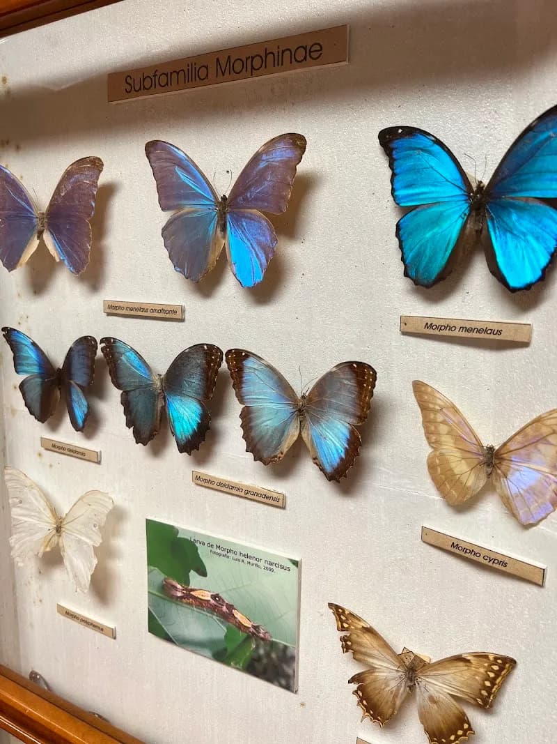 Museo de Insectos de la Universidad de Costa Rica (MIUCR) museum in San Jose, SJ