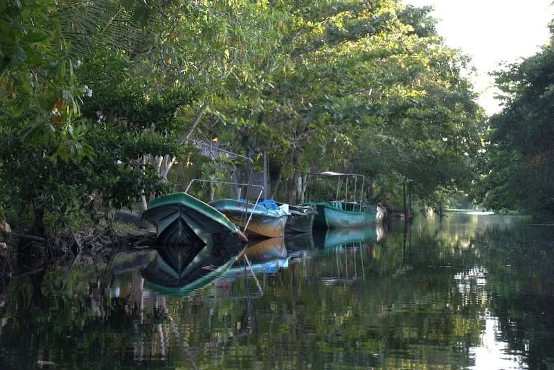 View of Muthurajawela Marsh in Negombo, WP