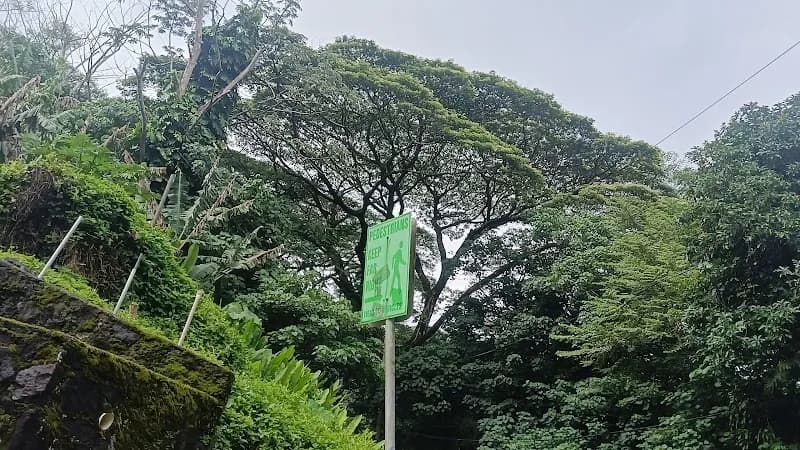 View of Na Ala Hele: Manoa Falls Trail in Honolulu, HI