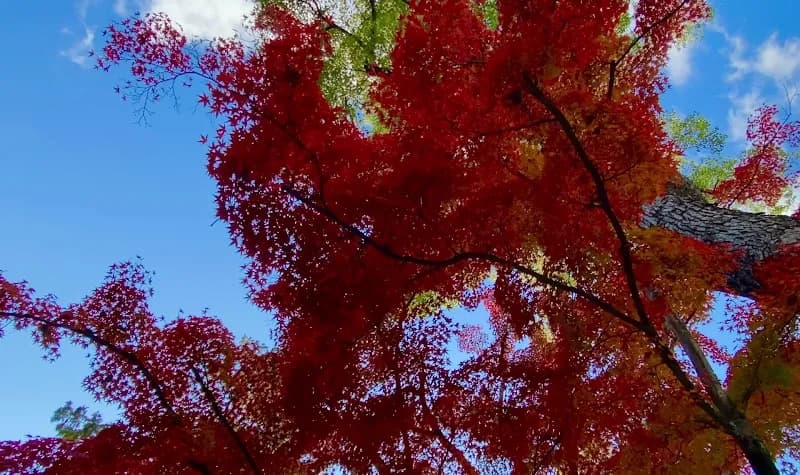View of Nagaoka Tenmangu Shrine in Nagaokakyo, KYO