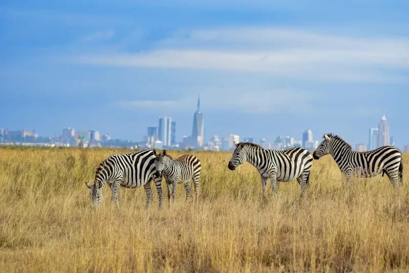 View of Nairobi National Park in Langata, Nairobi
