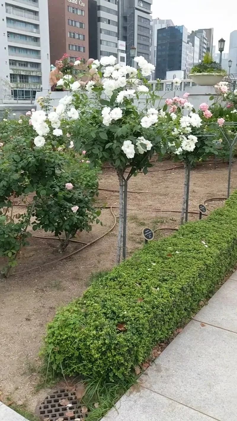 View of Nakanoshima Park in Osaka, OS