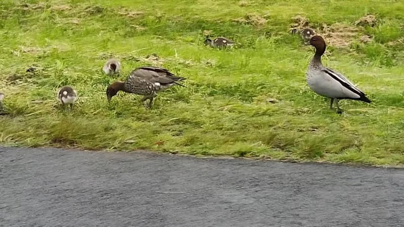 View of Napier Park in Glen Waverley, VIC