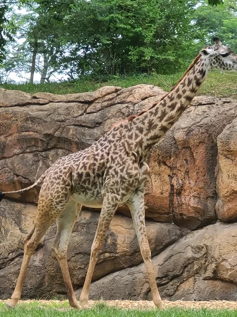 View of Nashville Zoo at Grassmere in Nashville, TN