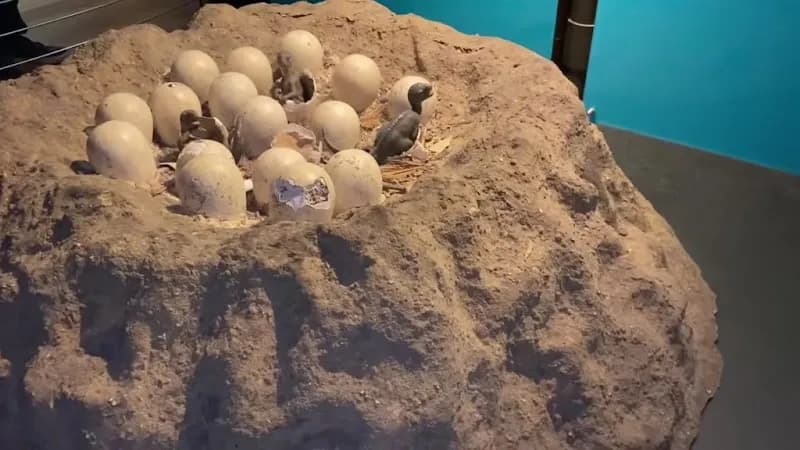 View of Natural History Museum in London, LDN