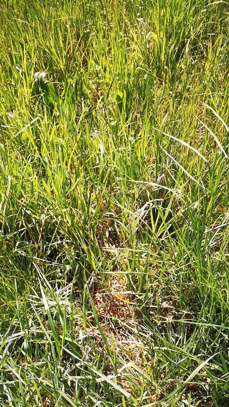 View of Naturstation Silberweide in Greifensee, ZH