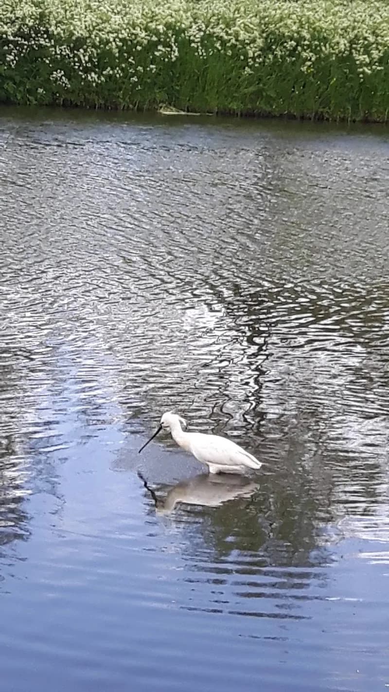 Natuurpark de Broeckgouw park in Volendam, NH