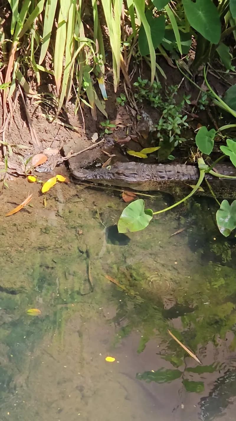 View of Nawala Urban Wetland Park in Nugegoda, WP