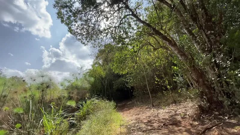 View of Ngong Road Forest Sanctuary in Nairobi, NBO
