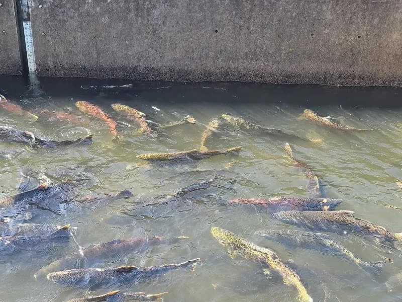 Nimbus Fish Hatchery ranch in Rancho Cordova, CA