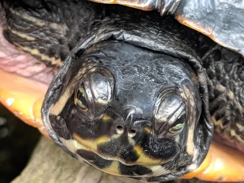 View of North Carolina Aquarium on Roanoke Island in Roanoke, AL
