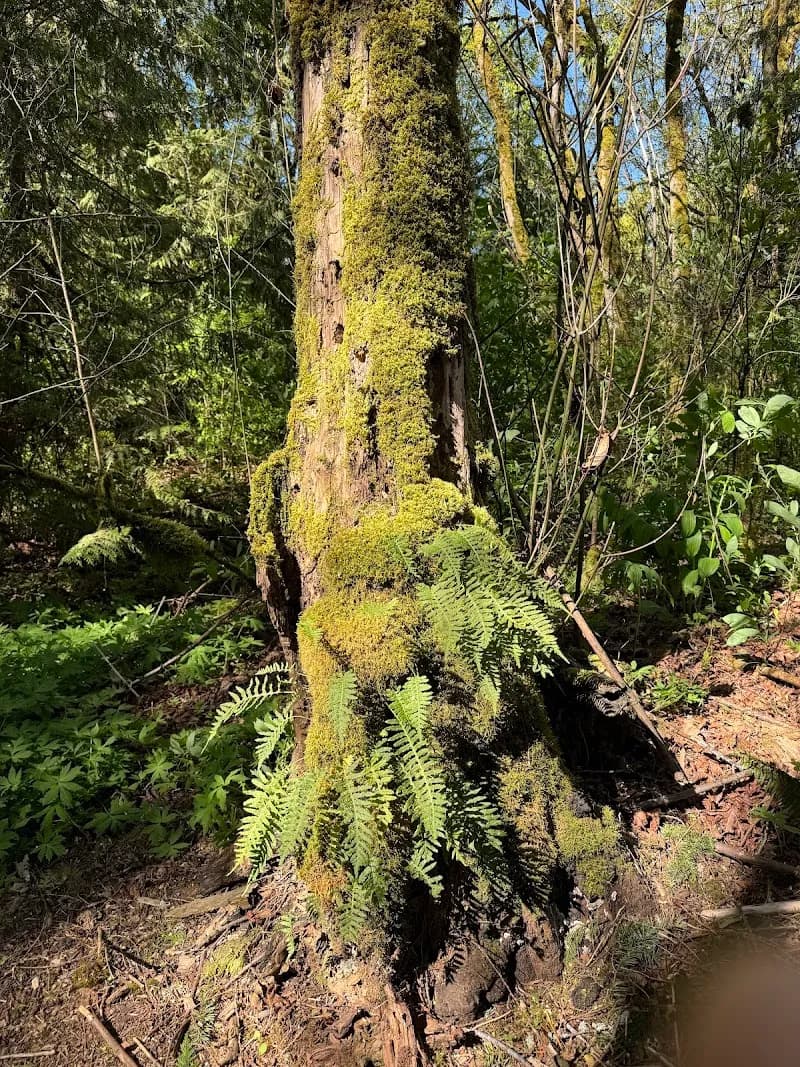 View of Northeast Sammamish Park in Sammamish, WA