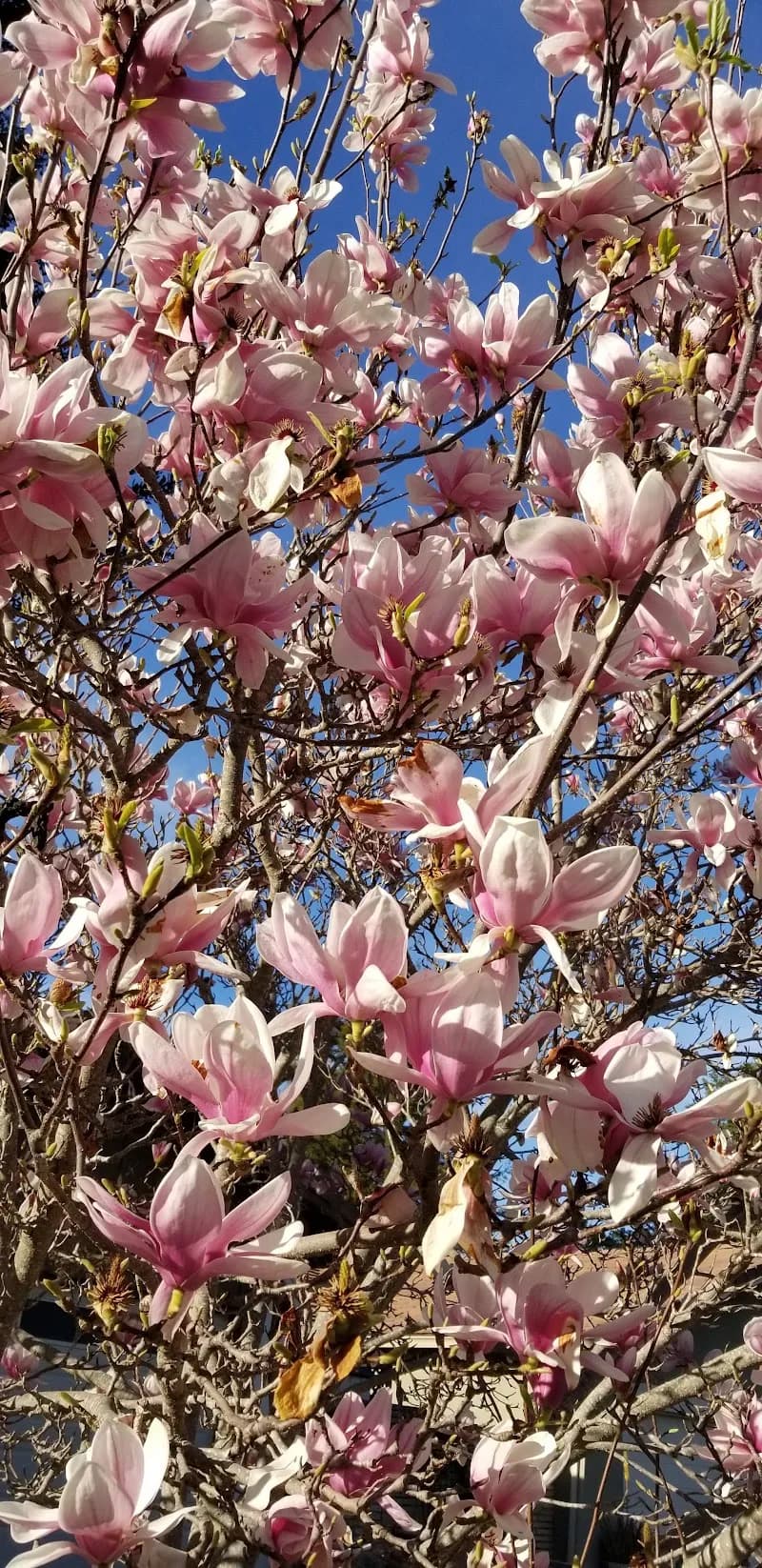 View of Oak Creek Plaza in San Ramon, CA
