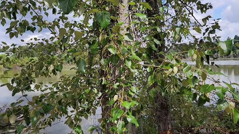 View of Oaks Bottom Wildlife Refuge in Woodstock, OR