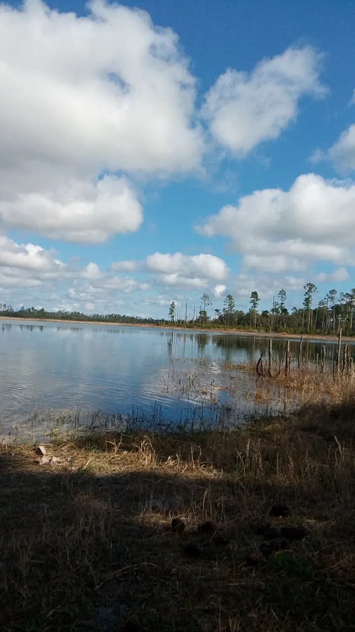 View of Ocala National Forest in Ocala, FL