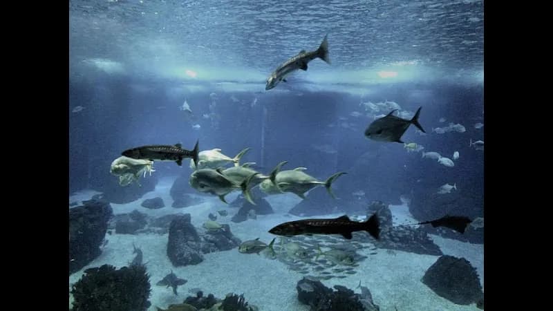 View of Oceanário de Lisboa in Lisbon, LSB