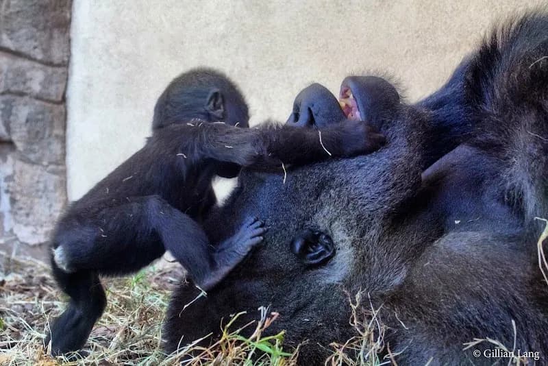 Oklahoma City's Adventure District tourist attraction in Oklahoma City, OK