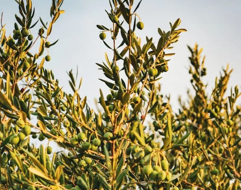 View of Olive Oil Farm Tours (Local) in Kalkan, Antalya