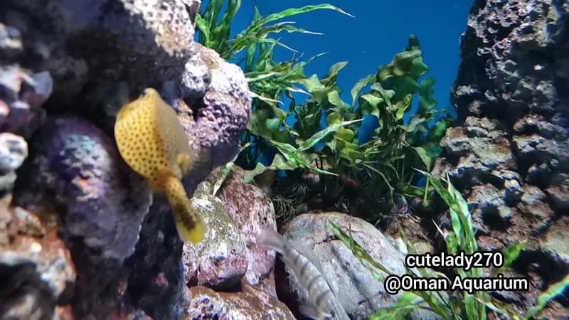 View of Oman Aquarium in Muscat, MUS