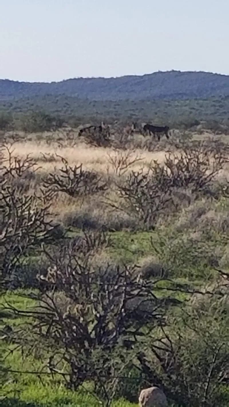View of Opportunity Way Park in Anthem, AZ