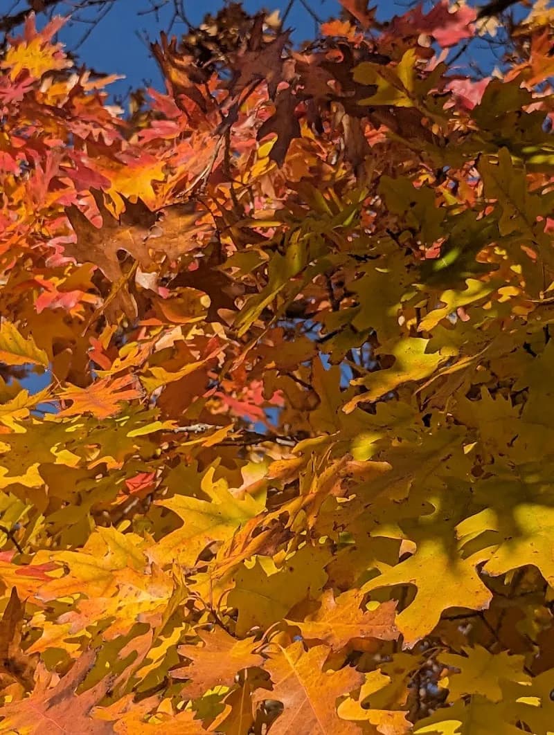 View of Orchard Park in Thornton, CO