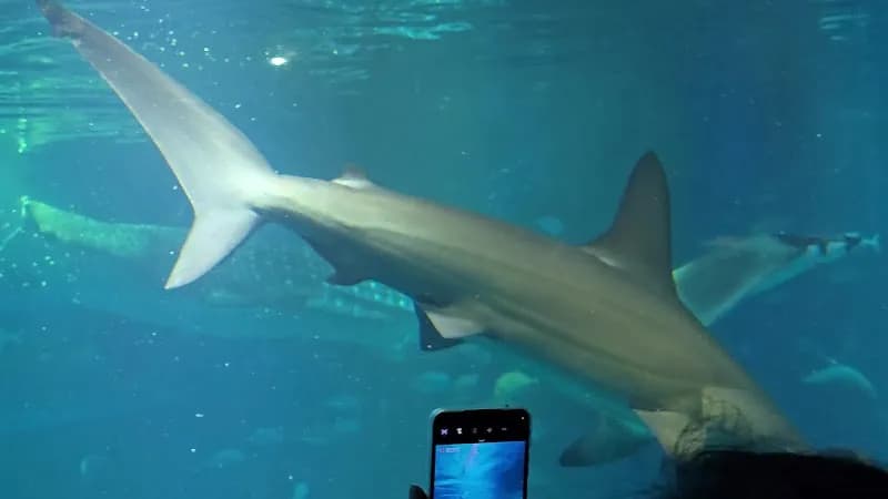 View of Osaka Aquarium Kaiyukan in Osaka, OS