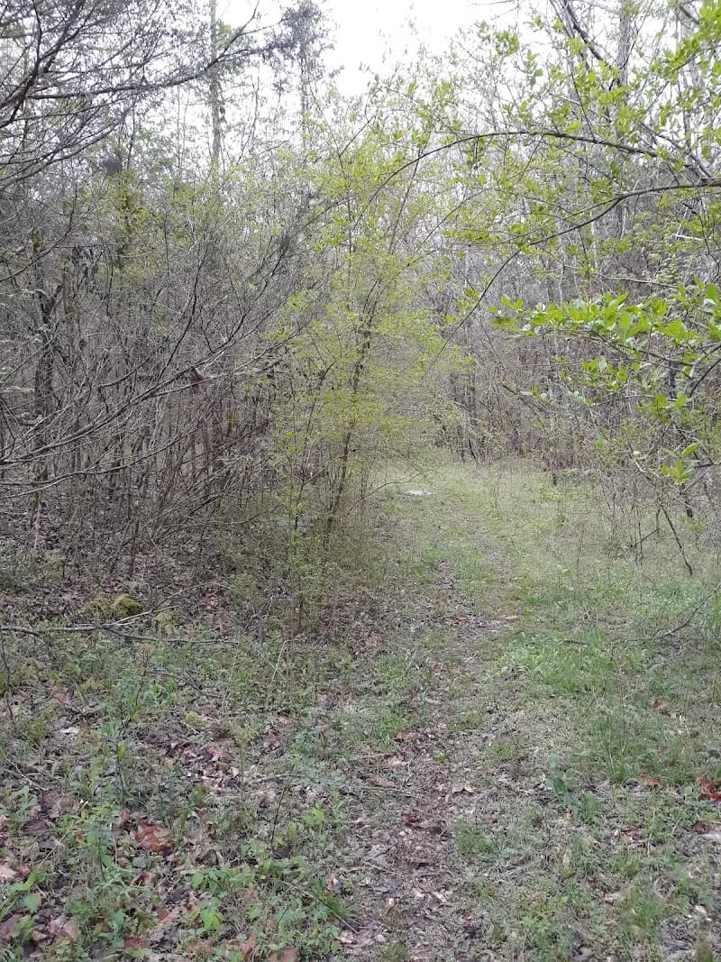 View of Paint Rock River in Moulton, AL