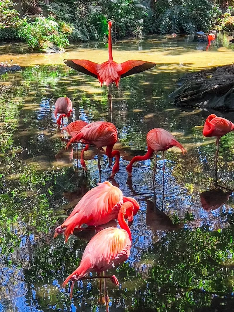 View of Palm Beach Zoo & Conservation Society in West Palm Beach, FL