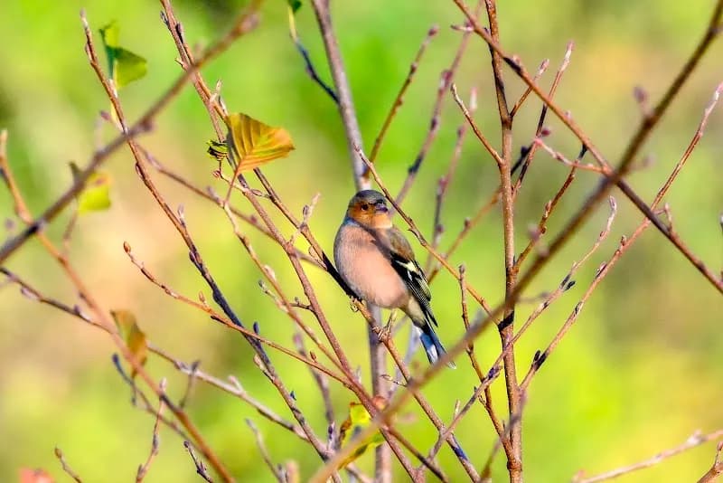 View of Parc Communal de Cagnes in Cagnes-sur-Mer, PACA